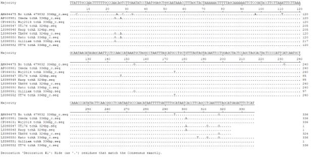 다양한 유전형의 O. tsutsugamushi 내에 존재하는 tchA 유전자들의 염기서열 alignment