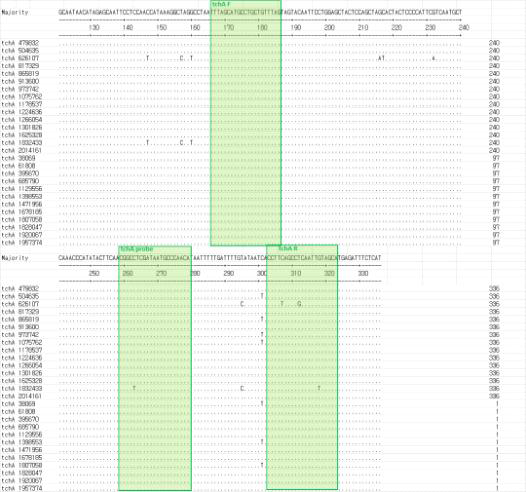 O. tsutsugamushi Boryong(accession no. AM494475) tchA 유전자들의 염기서열과 감염병 3종 target 용 multiplex real-time PCR에 사용된 primer 서열의 위치 및 primer 부위의 상동성