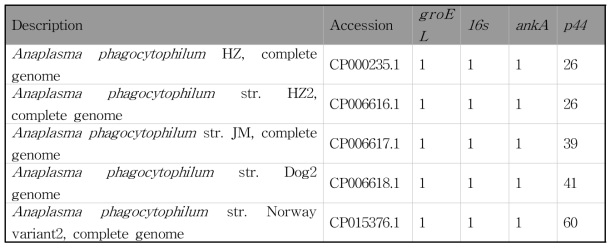 다양한 A. phagocytophilum 내에 존재하는 ankA, groEL, 16S rRNA 및 p44유전자 copy 수