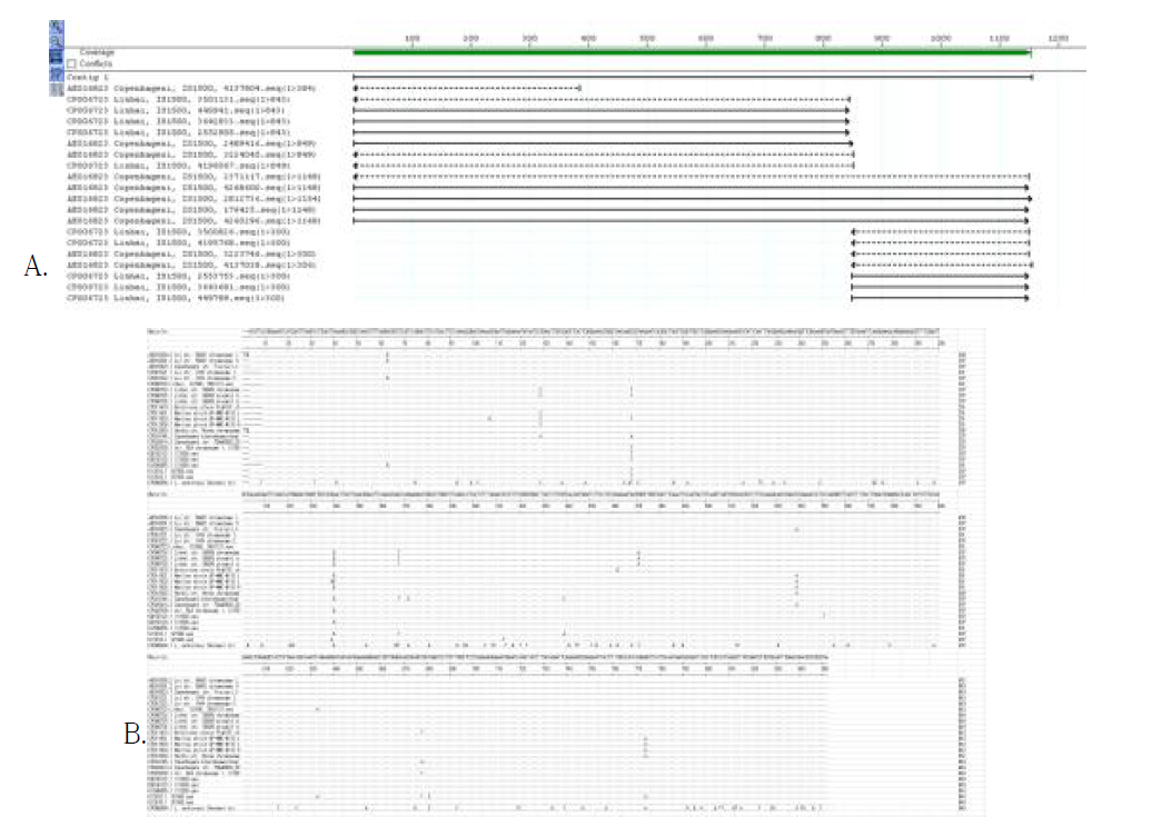 다양한 혈청형의 L. interrogans 균주들에 존재하는 IS1500 유전자들의 assembly(A) 및 alignment(B) 결과