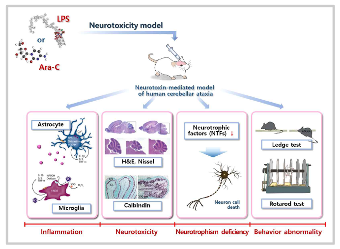 소뇌실조증의 동물모델 구축을 위한 추진전략 (Ara-C, LPS)