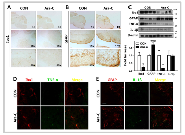 Ara-C 처리한 마우스의 소뇌에서 교세포 활성 변화 및 염증 인자 발현 변화
