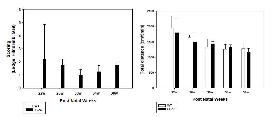 SCA2 유전자 변이 소뇌실조증 동물모델에서 운동능력 변화 관찰 (좌: Scoring test; 우: Open-field test)