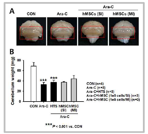 Ara-C 처리를 통한 소뇌실조증 동물모델에서 줄기세포치료제의 투여횟수에 따른 소뇌크기 개선 효과