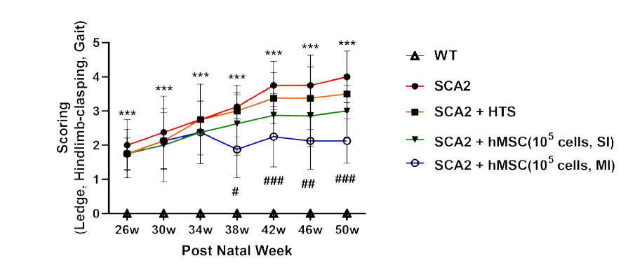 정상 및 SCA2 유전자 변이 소뇌실조증 동물모델에서 줄기세포치료제 반복 투여에 따른 행동 변화 개선 확인 (Scoring test)