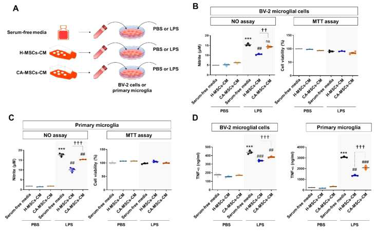 중간엽줄기세포 배양 후 배양 배지를 미세아교세포에 처리 후 염증 활성 비교. A. 세포의 염증 모델 및 중간엽줄기세포 배양과 LPS 처리 방법. B. 중간엽줄기세포 배양 이후, 활성화된 미세아교세포 (BV-2 cell)의 nitric oxide 생성량 확인. C. B. 중간엽줄기세포 배양 이후, 활성화된 초대배양 미세아교세포의 nitric oxide 생성량 확인 D. 중간엽줄기세포 배양 이후, 활성화된 미세아교세포의 TNF-a 단백질 생성 확인