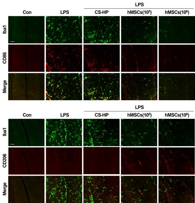 염증관련 소뇌실조증 동물모델에서 줄기세포치료제 투여에 따른 미세교세포의 M1/M2 표현형 비율변화