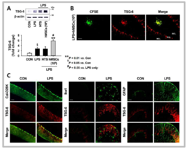 염증관련 소뇌실조증 동물모델에서 줄기세포치료제 투여에 따른 TSG-6 단백질의 발현 변화