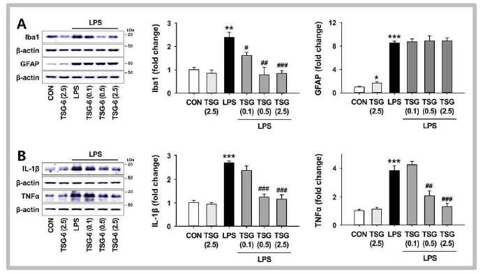 염증관련 소뇌실조증 동물모델에서 rhTSG-6 농도별 투여 (0.1, 0.5, and 2.5 μg/20 μl)에 따른 염증관련세포 및 염증매개인자의 발현 변화