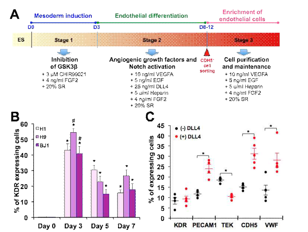 인간 만능줄기세포의 혈관내피세포로의 분화. (A) 임상적용가능 혈관내피세포 분화 프로토콜. (B) 유세포분석을 통한 KDR 양성 세포 측정. (C) 혈관내피세포 특이 마커 양성 세포 확인