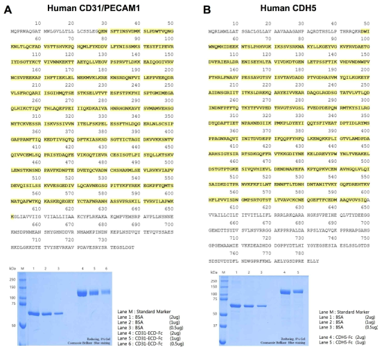 인간혈관내피세포 특이 마커인 CD31(A), CDH5(B) 항체제작을 위한 항원 제작. Extracellular matrix domain (ECD) 서열 (노란색박스) 및 단백질 발현과 정제 (Commassie blue staining)