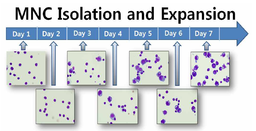 혈액으로부터 MNC 분리 및 Erythroblast로의 분화