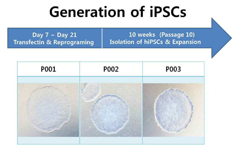 Representative images of iPSC colony