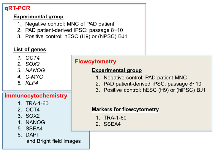 제조된 유도만능줄기세포의 특성분석을 위한 실험 디자인