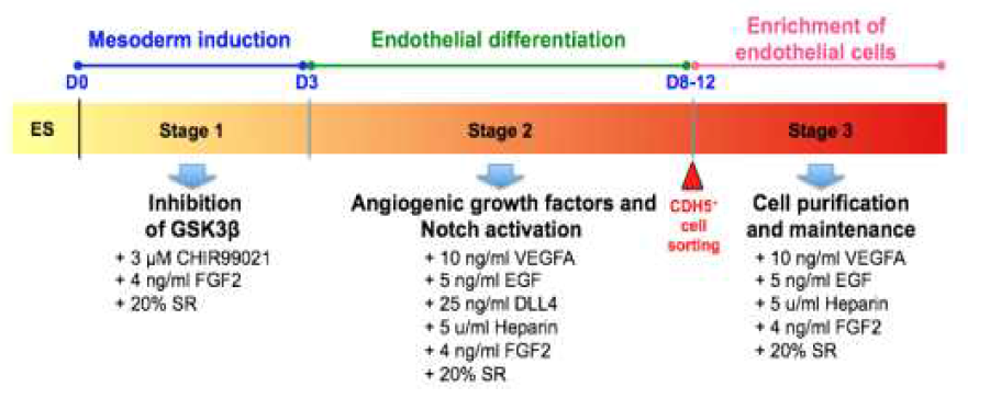 유도만능줄기세포의 혈관내피세포로의 분화 프로토콜 모식도