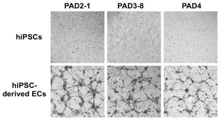 GMP 생산 PAD-hiPSC-EC의 시험관내 혈관형성능력 평가. GMP내에서 분화 및 순수분리된 PAD2, PAD3-8, PAD4 유래 혈관내피세포의 혈관형성능력을 Matrigel tube formation을 수행하여 검증함