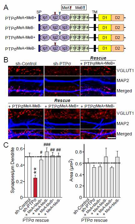 PTPσ alternative splicing에 의한 흥분성 시냅스 발달 기전 분석 (reported in Han et al. 2018 J Neurosci)