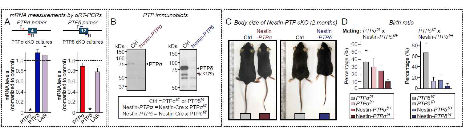 Nestin-PTPσ 및 Nestin-PTPδ 낙아웃 마우스 (reported in Han et al. 2020 iScience and Han et al. 2020 Mol Brain)