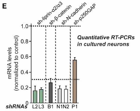 PTPσ 단백질의 타이로신 인산화 기질 단백질 3개 (β-catenin, N-cadherin, p250GAP) 및 결합 scaffold 단백질 (liprin-α2/α3)의 낙다운 construct 제작 및 qRT-PCR 실험을 통한 낙다운 효율성 검증 결과 (reported in Han et al. 2018 J Neurosci)