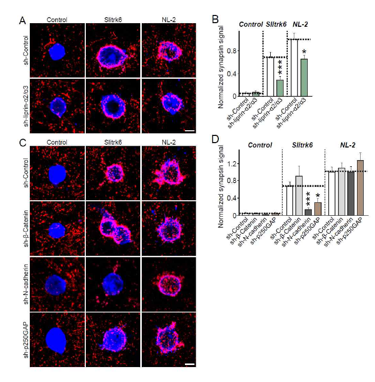 PTPσ 단백질의 타이로신 인산화 기질 단백질 3개 (β-catenin, N-cadherin, p250GAP) 및 결합 scaffold 단백질 (liprin- α2/α3) 발현이 저해된 신경배양세포에서의 heterologous synapse formation assay: Slitrk6에 의한 전시냅스 생성 유도 효과가 N-cadherin 및 p250GAP, 그리고 liprin-α2/α3이 저해된 신경배양 세포에서 감소함 (reported in Han et al. 2018 J Neurosci)