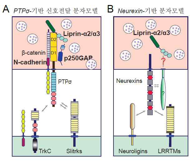 PTPσ 및 neurexin 단백질에 의한 전시 냅스 조직 분자기전 모식도: neurexin 단백질의 경우 coreceptor가 필요하다는 가설을 제시함 (Gokce and Sudhof, 2013; reported in Han et al. 2018 J Neurosci)