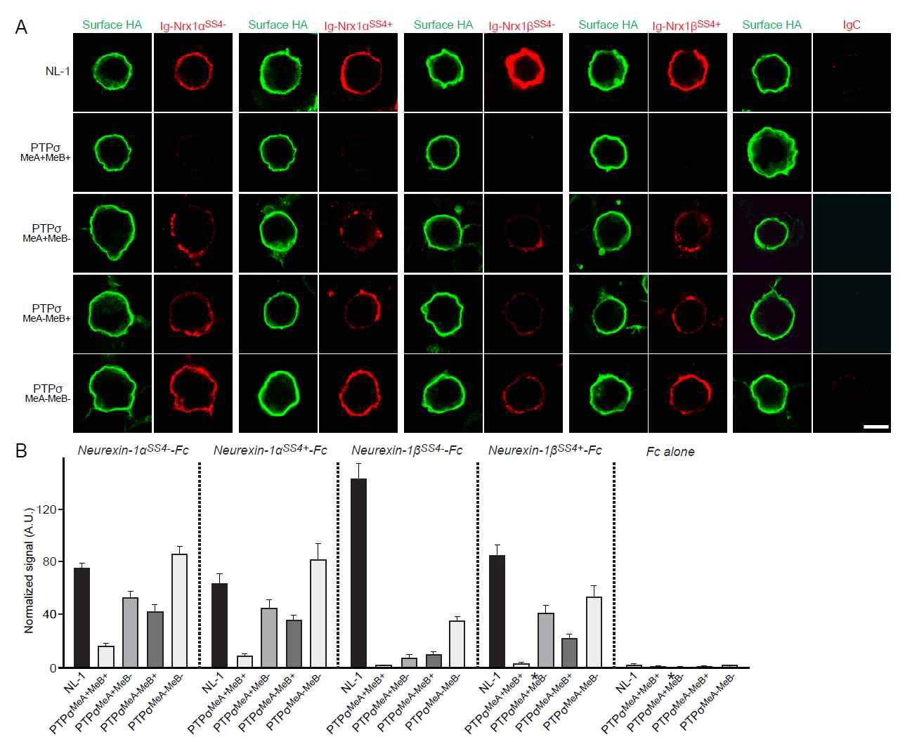 PTPσ 단백질과 neurexin 단백질의 직접적 상호작용: cell surface binding 실험을 통해 neurexin 재조합 단백질을 LAR-RPTP 발현된 세포에 처리했을 경우 강한 친화도 상호작용을 관찰하였음 (reported in Han et al. 2020 J Neurosci)