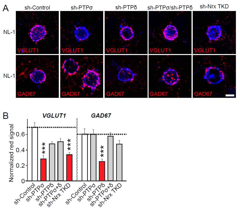 PTPσ 및 PTPδ 단백질이 낙다운된신경배양세포에서 NL-1 단백질의 시냅스 생성능 변화 분석: PTPσ 낙다운시 NL-1의 흥분성 시냅스 생성 유도 능력이 PTPδ 낙다운시 NL-1의 억제성 시냅스 생성 유도 능력이 선택적으로 저해됨 (reported in Han et al. 2020 J Neurosci)