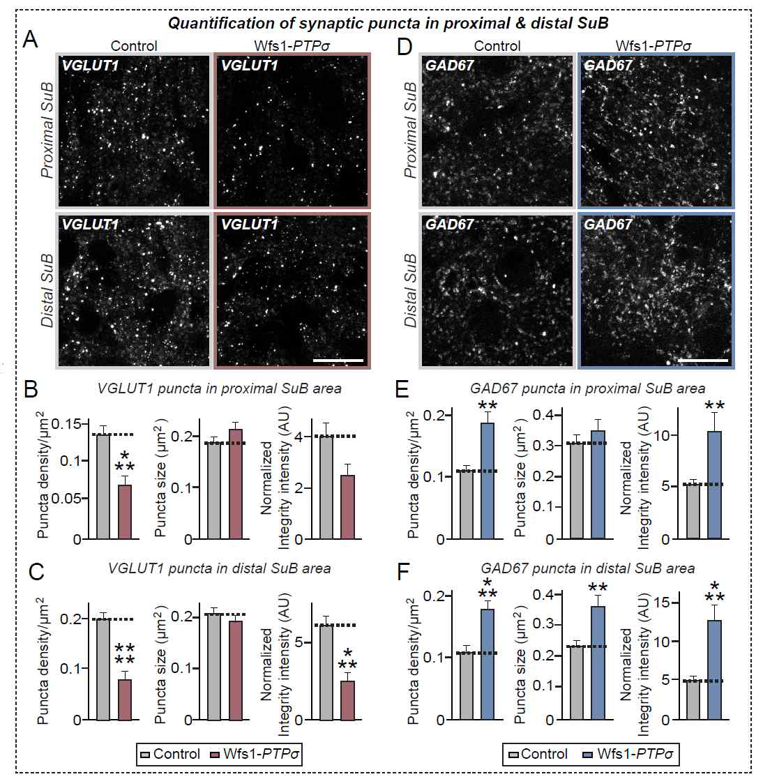 Presynaptic PTPσ 결손효과 분석: 해마 subiculum 신경세포 시냅스 숫자 변화 분석 (reported in Han et al. 2020 iScience)