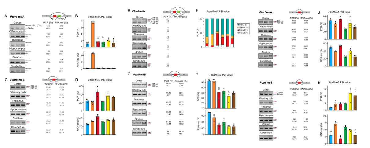 RNAseq 결과를 정량적 PCR 방법을 통해 검증