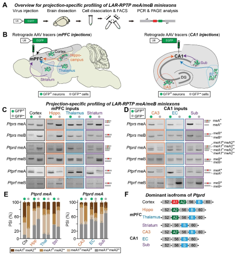 신경회로별 LAR-RPTP meA/meB 프로파일링 분석. 전전두엽 및 해마 CA1 영역으로 들어오는 다양한 입력 영역에 존재하는 신경세포 내 LAR-RPTP meA/meB 프로파일링 분석을 통해 신경회로 별 LAR-RPTP microexon signature가 서로 다른 형태임을 발견함