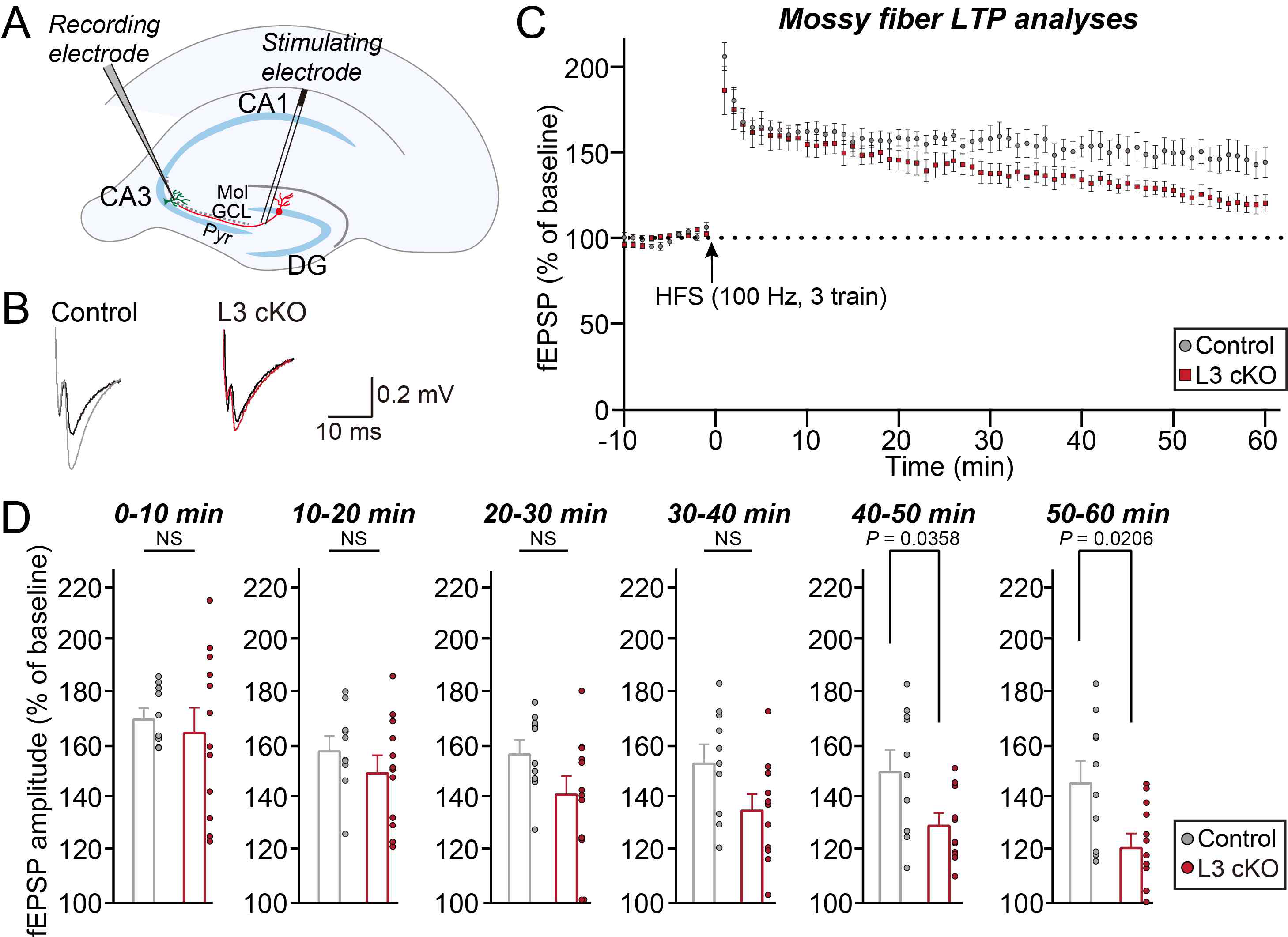 LRRTM3는 mossy fiber LTP의 유지에 필요한 인자임을 확인함 (adapted from Kim et al., In Press PNAS)