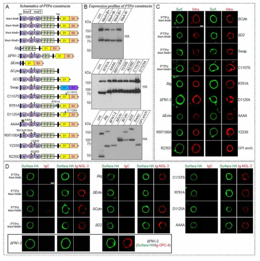 본 연구에 사용된 각종 PTPσ variants의 기본 특성 분석: surface expression, ligand binding, and protein expression profile (reported in Han et al. 2018 J Neurosci)