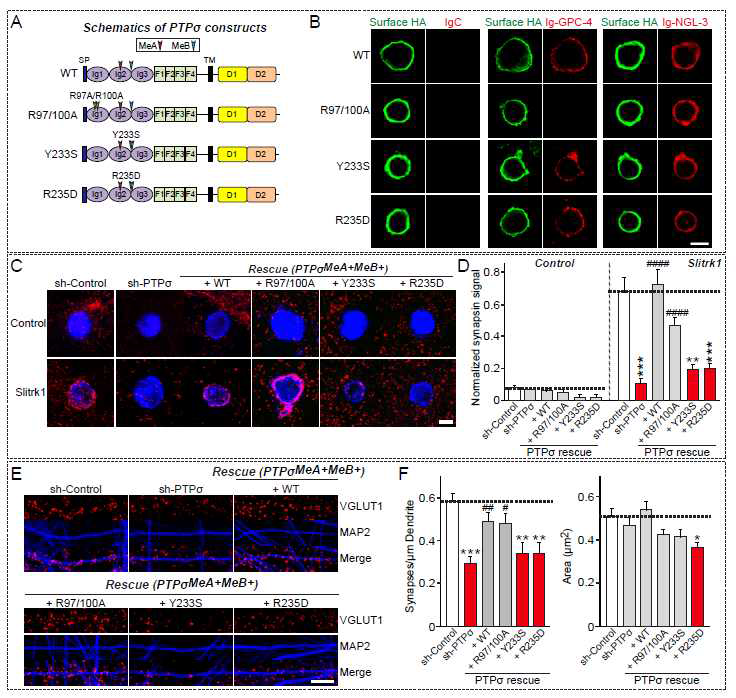 PTPσ에 의한 흥분성 시냅스 발달 기전 분석 (reported in Han et al. 2018 J Neurosci)