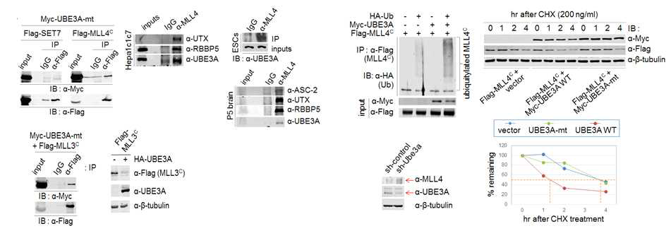 MLL4-복합체와 UBE3A 상호작용과 UBE3A의 새로운 기질로서 MLL4