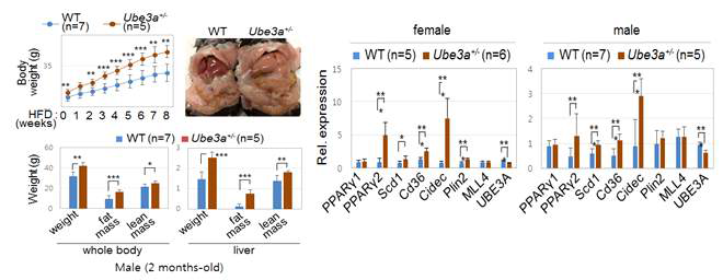 Ube3a 결손 male 생쥐에서 HFD에 의한 체중 증가와 지방간 형성 관찰과 Ube3a 결손 생쥐 간에서 지방간 형성 경로에 작용하는 MLL4의 표적유전자 발현 확인(qRT-PCR)