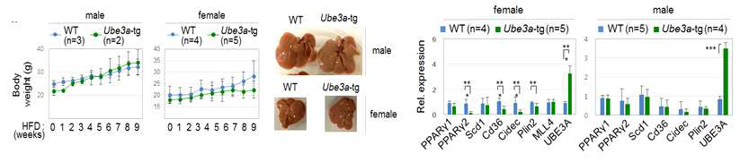 Ube3a -tg의 male과 female 생쥐에서 HFD에 의한 체중 증가와 지방간 형성 관찰과 지방간 형성 경로에 작용하는 MLL4의 표적유전자 발현 확인(qRT-PCR)
