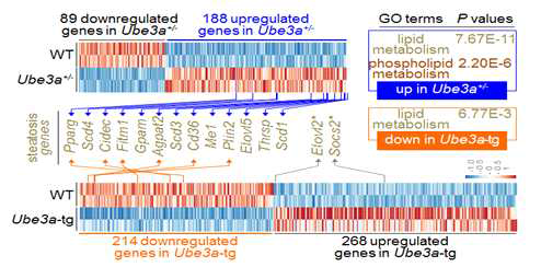 Ube3a+/- 와 Ube3a-tg 생쥐 간조직을 이용한 RNAseq과 transcriptome 분석