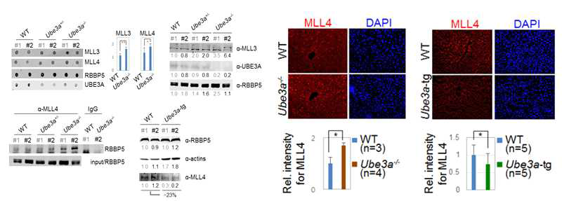 UBE3A와 MLL3/4 단백질 레벨의 역상관관계
