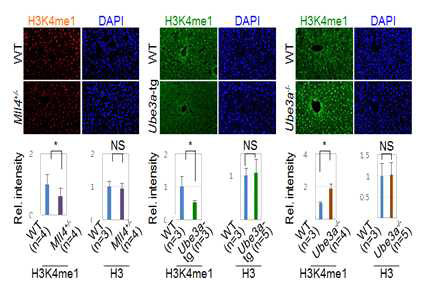 각 유전자 적중 생쥐 간조직에서 히스톤 H3K4me1 관찰