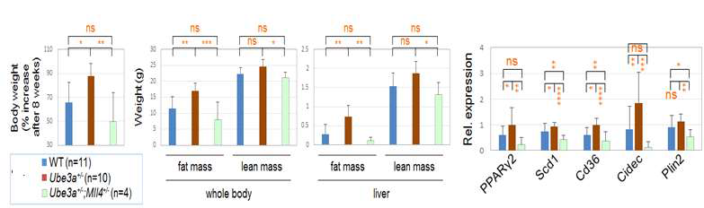 MLL4 발현 감소에 의한 Ube3a+/- 생쥐의 체중증가와 지방간 형성 억제와 지방간 형성경로 유전자 발현감소