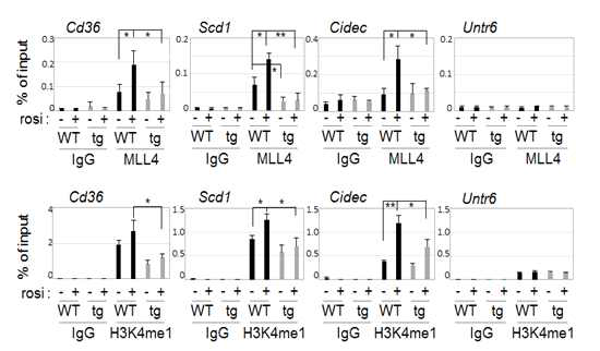 Rosiglitazone에 대한 WT과 Ube3a -tg 생쥐 간에서의 지방간 형성관여 유전자로의 MLL4 모집과 H3K4me1의 변화 관찰