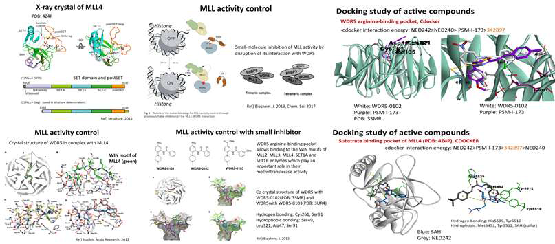 MLL4 단백질 SET domain 구조와 활성 조절 기전 및 결합물질
