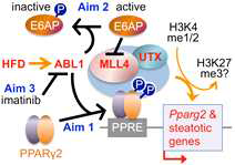 MLL4의 활성 조절과 지방간 형성 모델 및 본 연구에서 제시하는 연구 목표