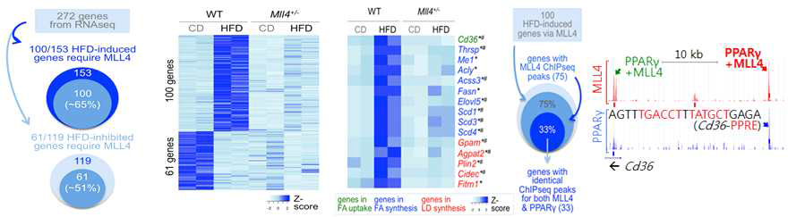 HFD 시킨 WT과 Mll4+/- 생쥐 간조직을 이용한 RNA-seq 분석(Transcriptome analysis)과 heatmap, MLL4와 PPARγ에 의해 직접적으로 조절받는 지방합성경로 유전자
