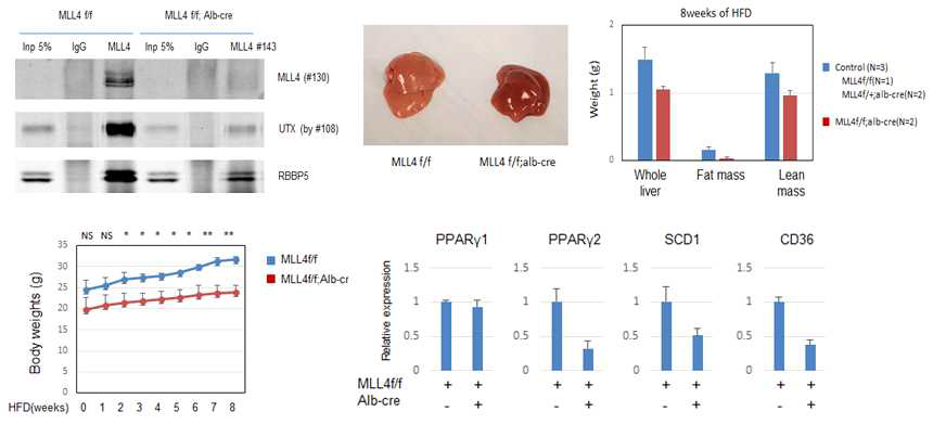 간 특이적 MLL4 결손 생쥐 간에서 지방간 형성 경로에 작용하는 표적유전자 발현 확인