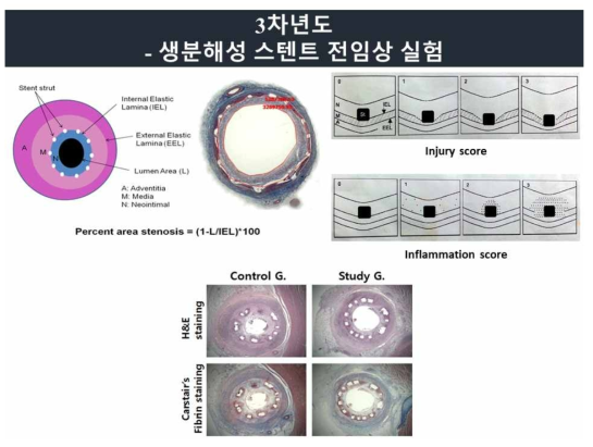 돼지 심장 관상동맥 조직 분석