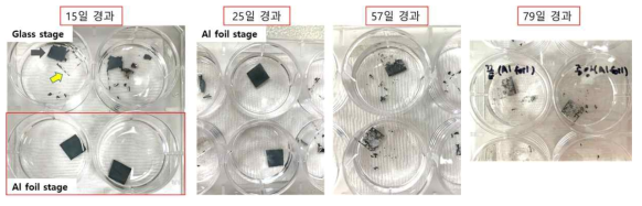 Glass stage와 Al foil stage에서의 PLLA 냉각 조건 차이에 따른 화학적 계면안정성. Glass 판 위에 PLLA를 올려놓고 증착한 경우 온도 상승 및 하강 폭이 크고 그에 따른 잔류응력의 영향으로 PBS 내에서 15일이 경과하면 PLLA 모재와 Zn 박막이 분리가 일어남. 그러나, Al foil을 stage로 사용하여 증착과정에서 PLLA를 잘 냉각시켜준 경우, glass stage를 사용한 경우에 박리가 일어난 15일이 경과하여도 계면이 안정적이며, 25일이 경과하면 계면이 유지되는 상태로 표면의 부식이 눈에 띄게 증가하기 시작하고 79일이 경과하면 Zn 층의 부식이 대부분 완료되지만 여전히 PLLA와 계면을 유지하면서 부식이 진행되는 부분들이 존재함