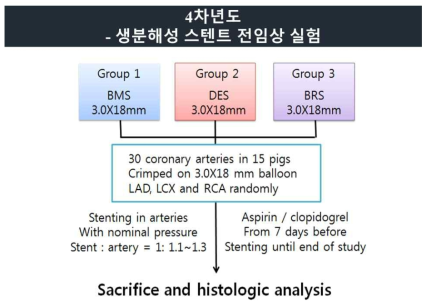 돼지 관상동맥을 이용한 재협착 모델 프로토콜