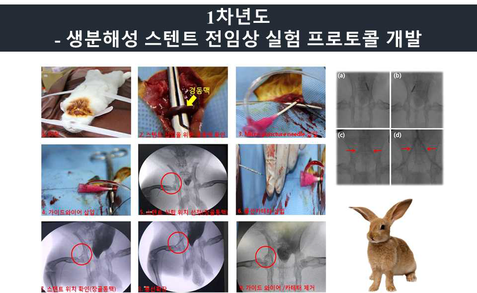 토끼 모델을 이용한 스텐트 식립 모델 개발