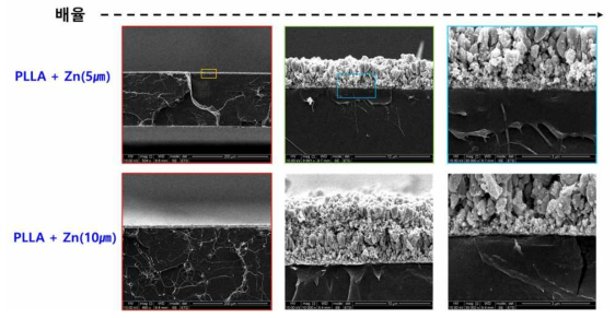 후 파단면의 SEM 사진. Zn 층과 PLLA 계면이 박리되지 않고 잘 유지됨